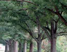 Willow Oak.jpg thumbnail